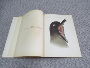 Click for Full Size image: 300 x 225 (38103 bytes)